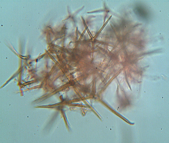 Asterostroma laxum Bres. (1920)